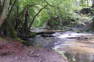 Roztocze - szumy na Tanwi