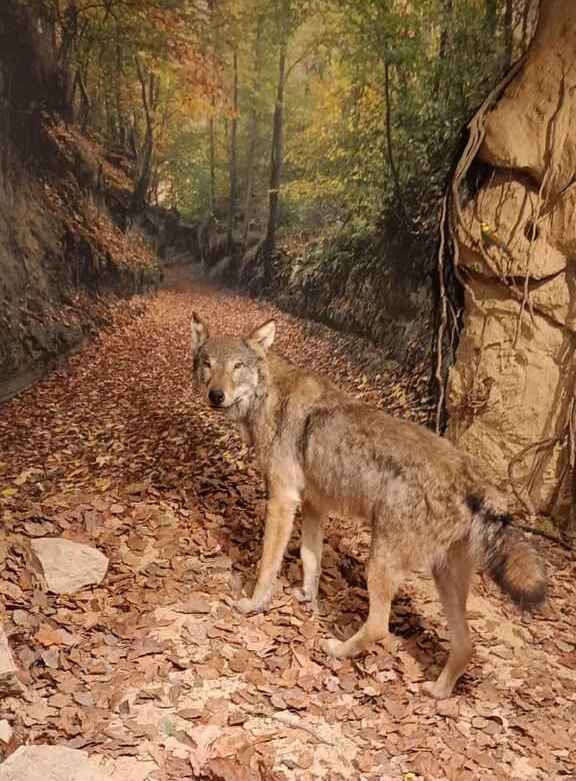 Muzeum przyrodnicze w Zwierzyńcu