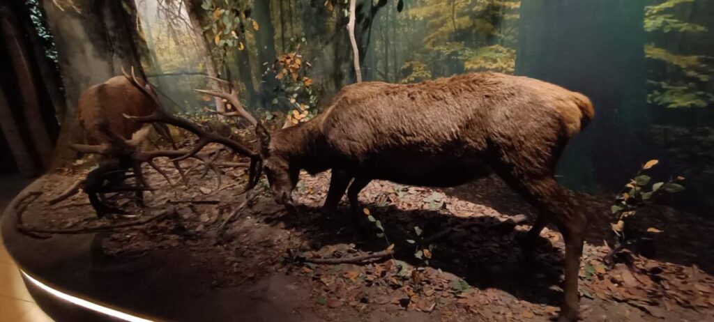 Muzeum przyrodnicze Roztoczańskiego Parku Narodowego